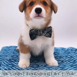 Cream Corn - Red male Pembroke Welsh Corgi puppy in Pine Village, Indiana from NL Horsemanship
