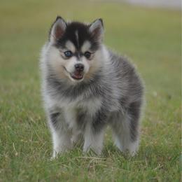 Blackstone - Silver female Pomsky puppy in Krum, Texas from Paw-Some Pomskies