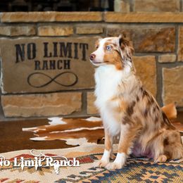 Zippy - Toy Australian Shepherd