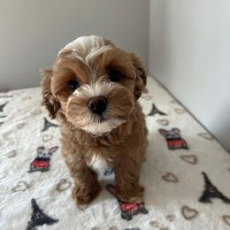 Juliet - Apricot female Maltipoo puppy in Federal Way, Washington from Joyful Pups