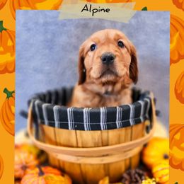 Alpine - Dark golden female Golden Retriever puppy in Shelton, Washington from Kennedy Goldens