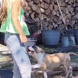 Victoria - Red female American Staffordshire Terrier puppy in Cosby, Tennessee from Edelhaus Kennel