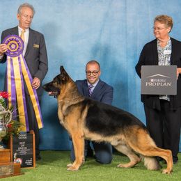 Cavalier King Charles Spaniels, Dachshunds, and German Shepherds from Saffron