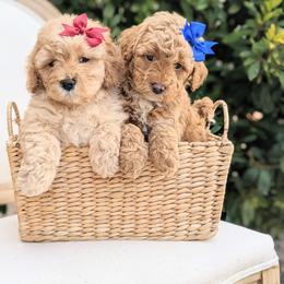 Aussiedoodle and Goldendoodle Puppies from Ever After Doodles Arizona