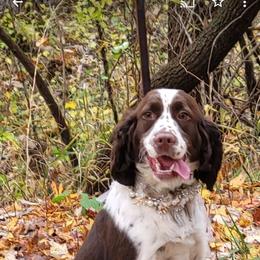 Mello - English Springer Spaniel