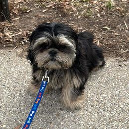 Bam Bam - Shih Tzu
