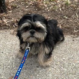 Bam Bam - Shih Tzu