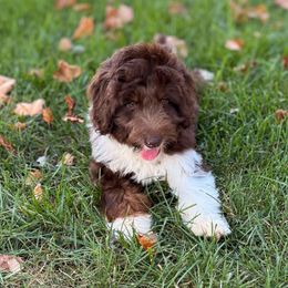 Si - Brown and white male Aussiedoodle puppy in Ohio from Holley Doodles