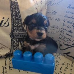Blue Boy - Black and tan male Yorkshire Terrier puppy in St. Louis, Missouri from Yorkieville - Shih Tzu Nation