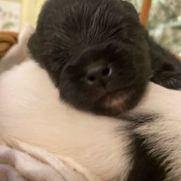 Boy 1 - Black and tan Pomeranian puppy in San Diego, California from PS pomeranians