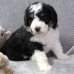 Bernedoodle and Goldendoodle Puppies from Paramount Family Doodles