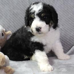 Bernedoodle and Goldendoodle Puppies from Paramount Family Doodles