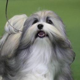 Havanese and Pomeranians from Michelle Soave