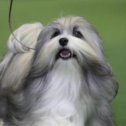 Havanese and Pomeranians from Michelle Soave