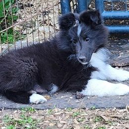 Billy - Black and white male Shetland Sheepdog puppy in Weedsport, New York from M&M Shelties and Smooch-A-Bulls English Bulldogs