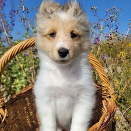 Shetland Sheepdog Puppies from Shantel Shelties