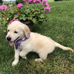 Millie (purple collar) - Golden female Golden Retriever puppy in Webster City, Iowa from Whispering Pines Precious Puppies