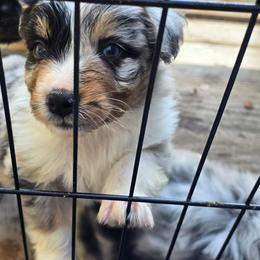 STITCH Blue merle (Natural Bobbed Tail) - Blue merle male Australian Shepherd puppy in Rainsville, Alabama from Chaparro Farm Aussies