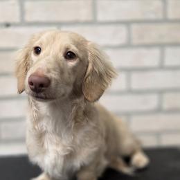 Kubo - Dachshund