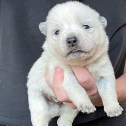 Boy 3 - Blue male Australian Cattle Dog puppy in Irvington, Kentucky from Dry Valley’s Australian Cattle Dogs