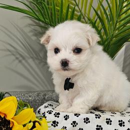 Simba - White male Maltese puppy in Utica, Ohio from Poodle Me Crazy
