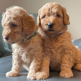Goldendoodle and Poodle Puppies from Duffey’s IncrediDoodles