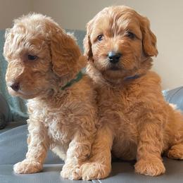 Goldendoodle and Poodle Puppies from Duffey’s IncrediDoodles
