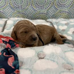 Buoy - Red  male Goldendoodle puppy in Camden, North Carolina from Oopsie Doodles of NC