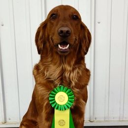 Golden Retrievers from Future Hope Goldens