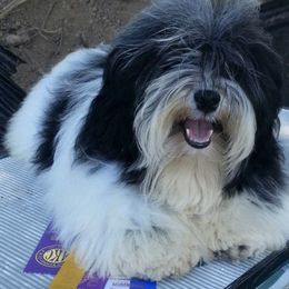 Havanese from Shape Of My Heart Havanese
