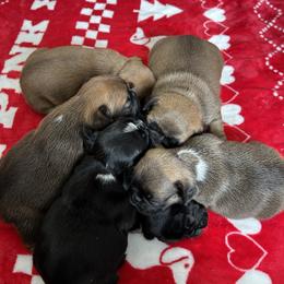 French Bulldog Puppies from Fishie's Frenchies