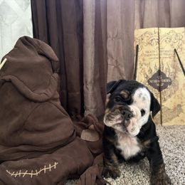 Bulldog Puppies from Snuggle Pups