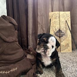 Bulldog Puppies from Snuggle Pups