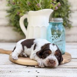 Jingle Bell - Tri-Roan female English Springer Spaniel puppy in Henderson County, North Carolina from Roan Creek Kennels