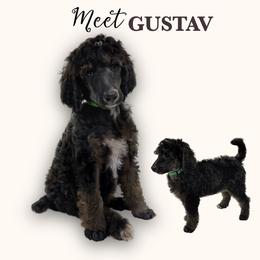 GUSTAV - Black Phantom , abstract - Phantom male Poodle puppy in Charlo, Montana from Heavenly Hilltop Farm