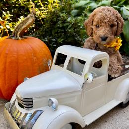 Laugh A Lot Bear - Red  female Goldendoodle puppy in Camden, North Carolina from Oopsie Doodles of NC