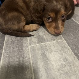 Long Hair, Brown, Tan - Chocolate and tan Dachshund puppy in Plumas Lake, California from Royal T Miniature Dachshunds