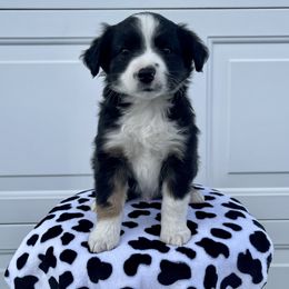 Miniature Australian Shepherd Puppies from 5 Star Mini Aussies