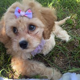 Cavalier King Charles Spaniel and Cavapoo Puppies from K’s Cavys