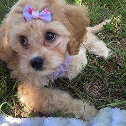 Cavalier King Charles Spaniel and Cavapoo Puppies from K’s Cavys