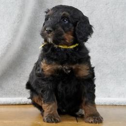 Yellow Collar 'Seven' - Phantom male Bernedoodle puppy in Mora, Minnesota from Knudsen Pups
