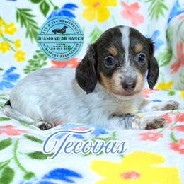 TECOVAS - Blue and tan male Dachshund puppy in Columbia, Louisiana from Diamond 5R Ranch AKC & CKC Miniature Dachshunds