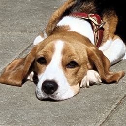 Matilda - Beagle