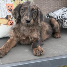 Dotty - Merle female Labradoodle puppy in Georgetown, South Carolina from Muddy Bay Kennels