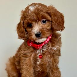 Red - Red  male Goldendoodle puppy in Hesperia, Michigan from Red Acres Poodles & Doodles