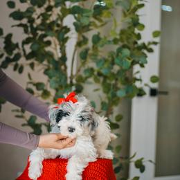 Bernedoodle, Goldendoodle, and Sheepadoodle Puppies from High Desert Doodles