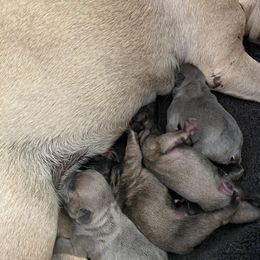 French Bulldog Puppies from Windy Vally Frenchies