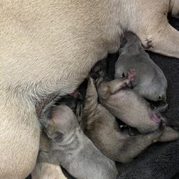French Bulldog Puppies from Windy Vally Frenchies