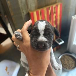Spider-Man - Brown and gray male Wirehaired Pointing Griffon puppy in Grangeville, Idaho from Happy Hollow Griffons
