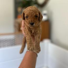 Cash - Apricot male Goldendoodle puppy in Feasterville, Pennsylvania from Taylor Doodles